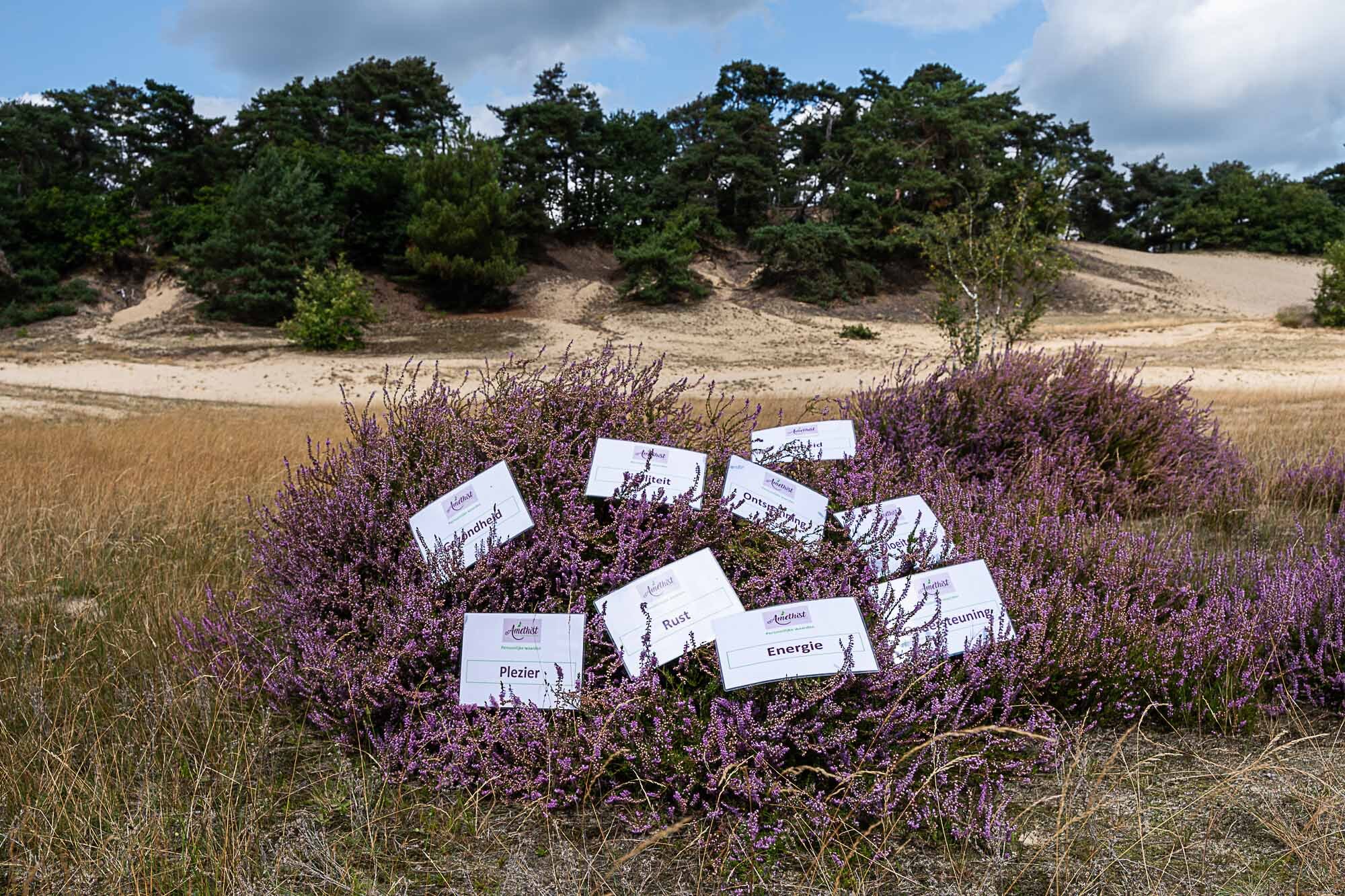 Kernwaardenkaarten in paarse heide – reflectie in de natuur tijdens coachingwandeling