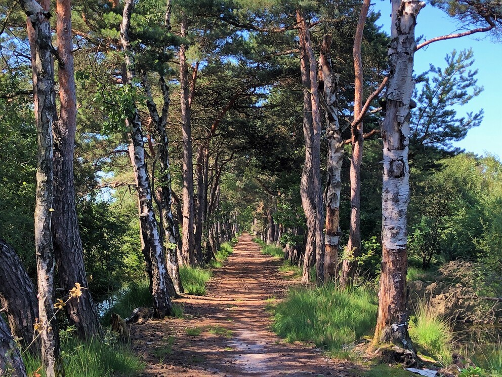De heilzame werking van de natuur bij Stress en Burn-Out
