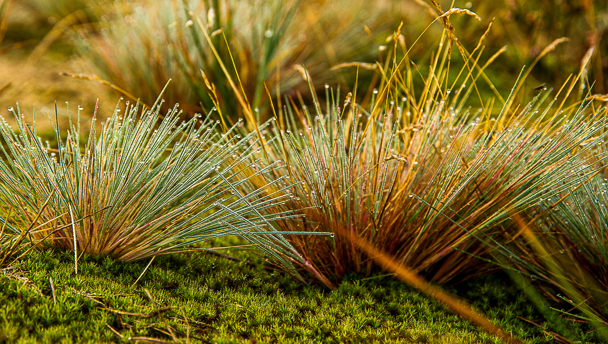 Dauw op mos – natuurlijke rust en zachtheid bij Amethist Natuurcoaching