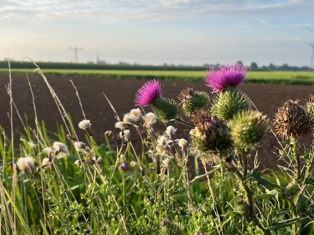 Zonnige bloeiende berm met distels en uitzicht over akkers, symbool voor de kracht en gezondheid van zonlicht