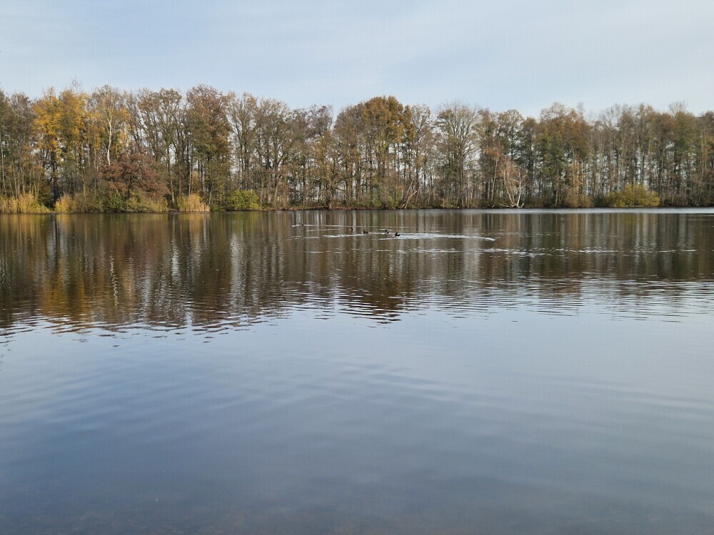 Honderdbunderbos-1.jpg Honderdbunderbos-1.jpg