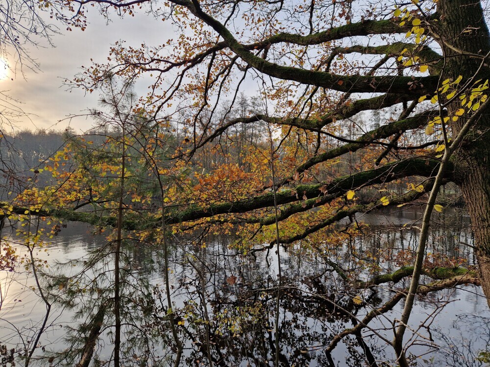 Honderdbunderbos-3.jpg Honderdbunderbos-3.jpg