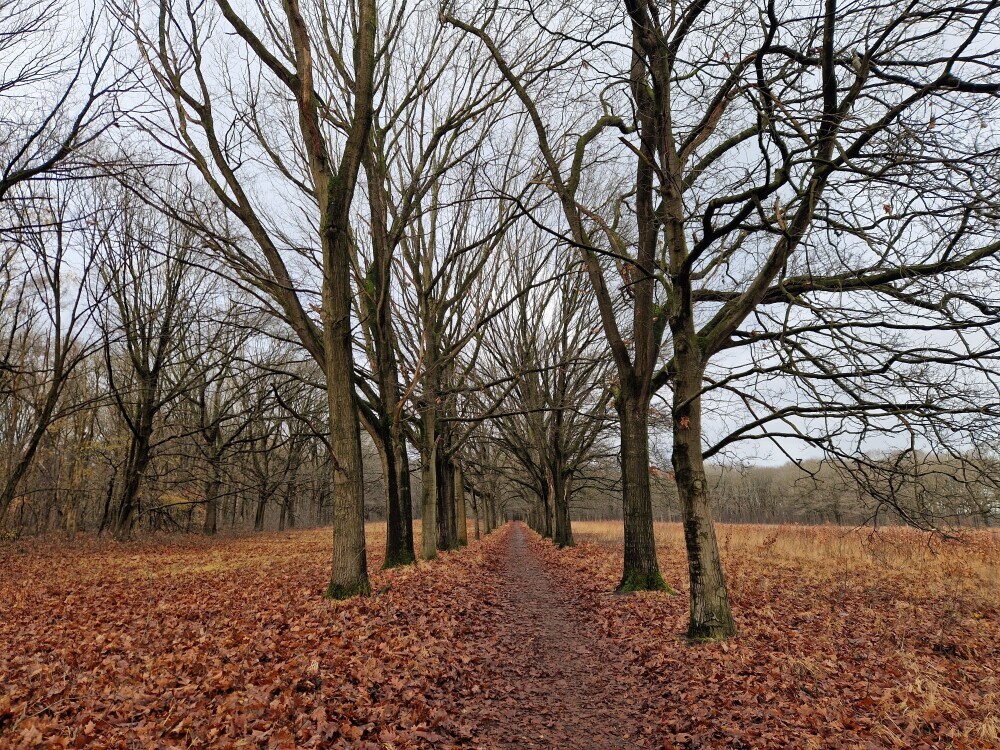 Honderdbunderbos-5.jpg Honderdbunderbos-5.jpg