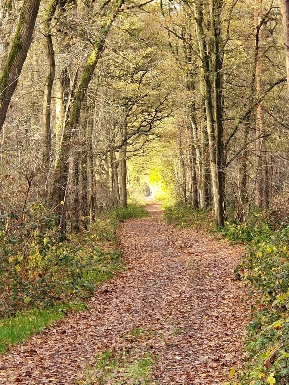 Bospad met herfstbladeren en licht aan het einde, symbool voor anders kijken naar ziekte en gezondheid
