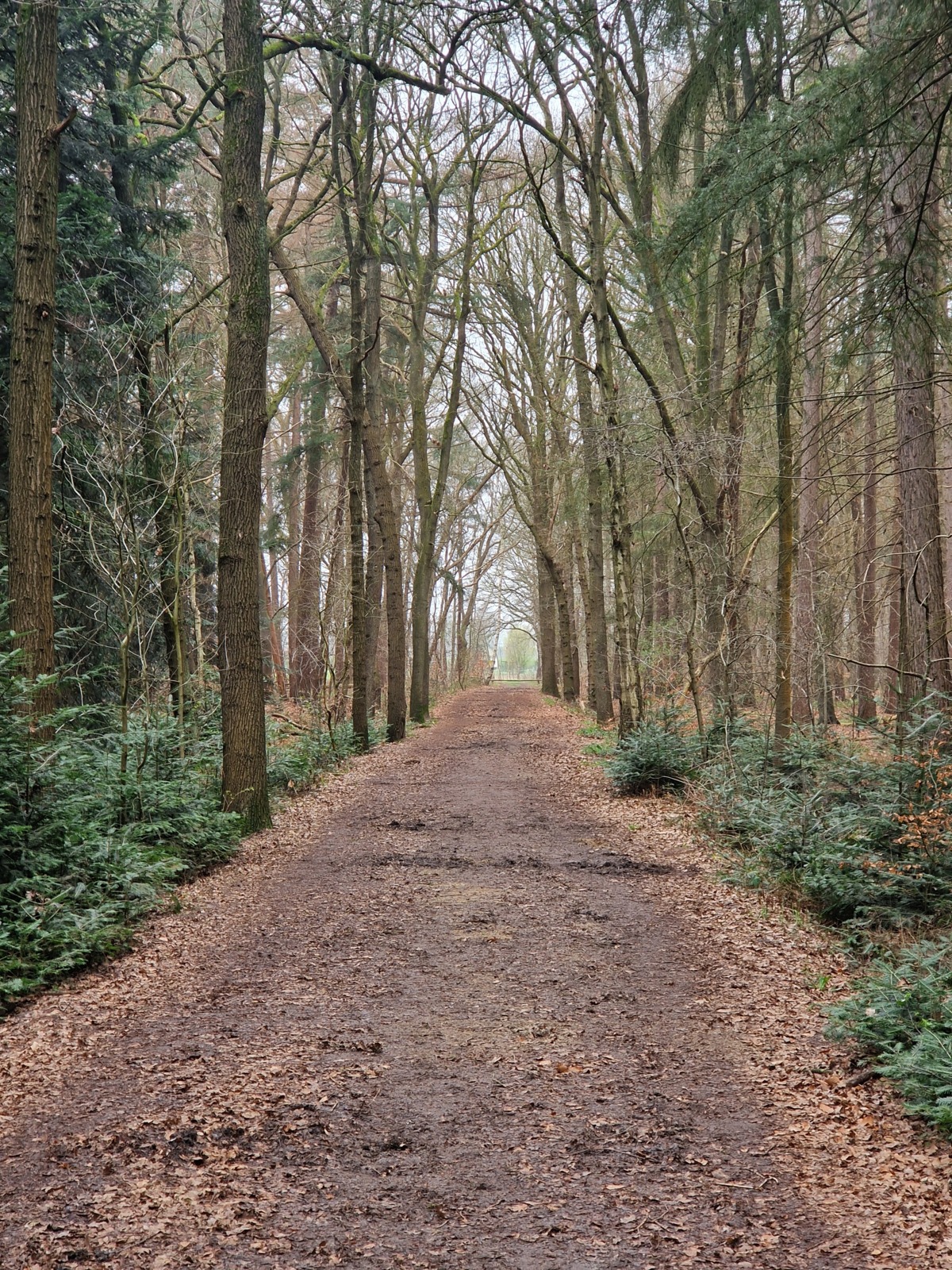 Rustig wandelpad in het bos met licht aan het einde, symbool voor vertragen en innerlijke rust
