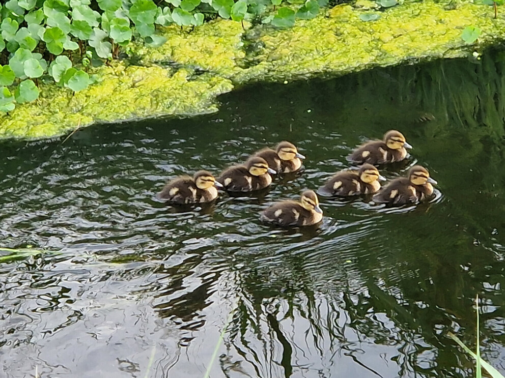 groep eendjes dicht bij elkaar op water – metafoor voor erbij horen en veiligheid