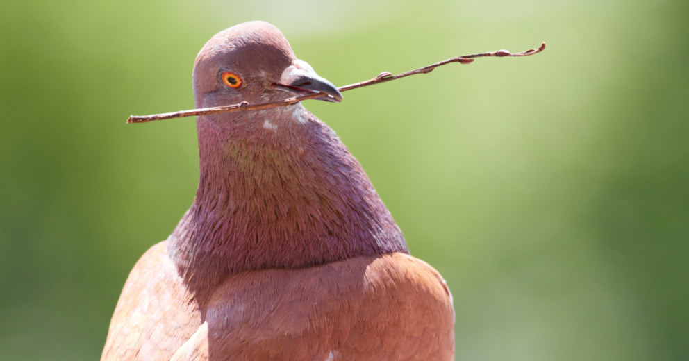 Duif verzamelt takjes voor een nest en volgt daarmee het natuurlijke ritme van het seizoen.